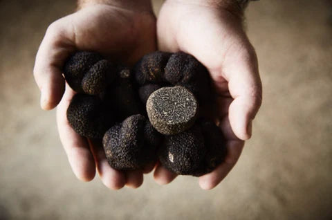 The Ultimate Guide to Buying Fresh Truffles Online (April 2026 Update)