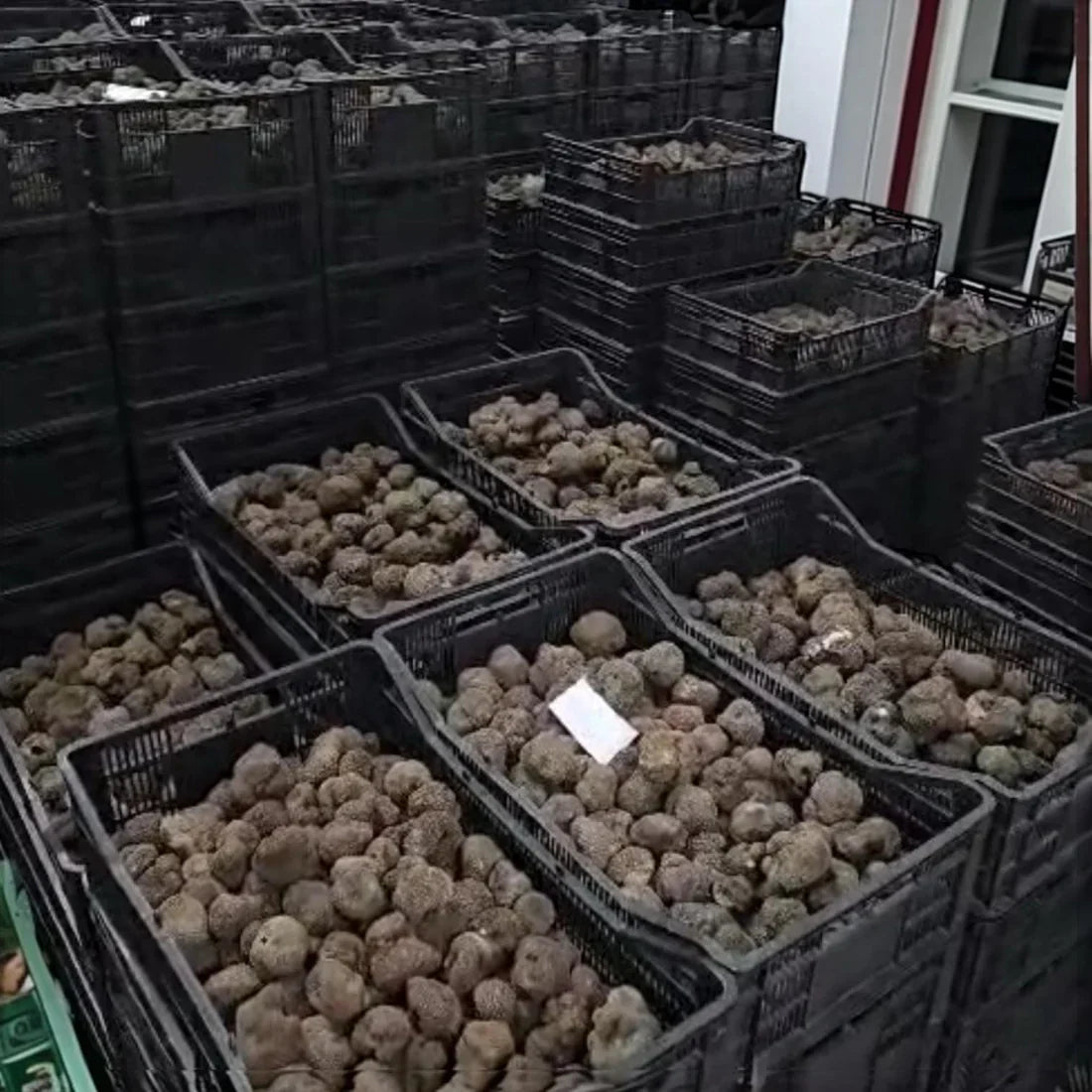 Fresh Truffle Buying Guide