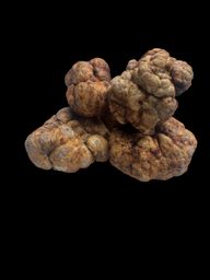 Bianchetto white truffles, Tuber borchii, grouped on a black background