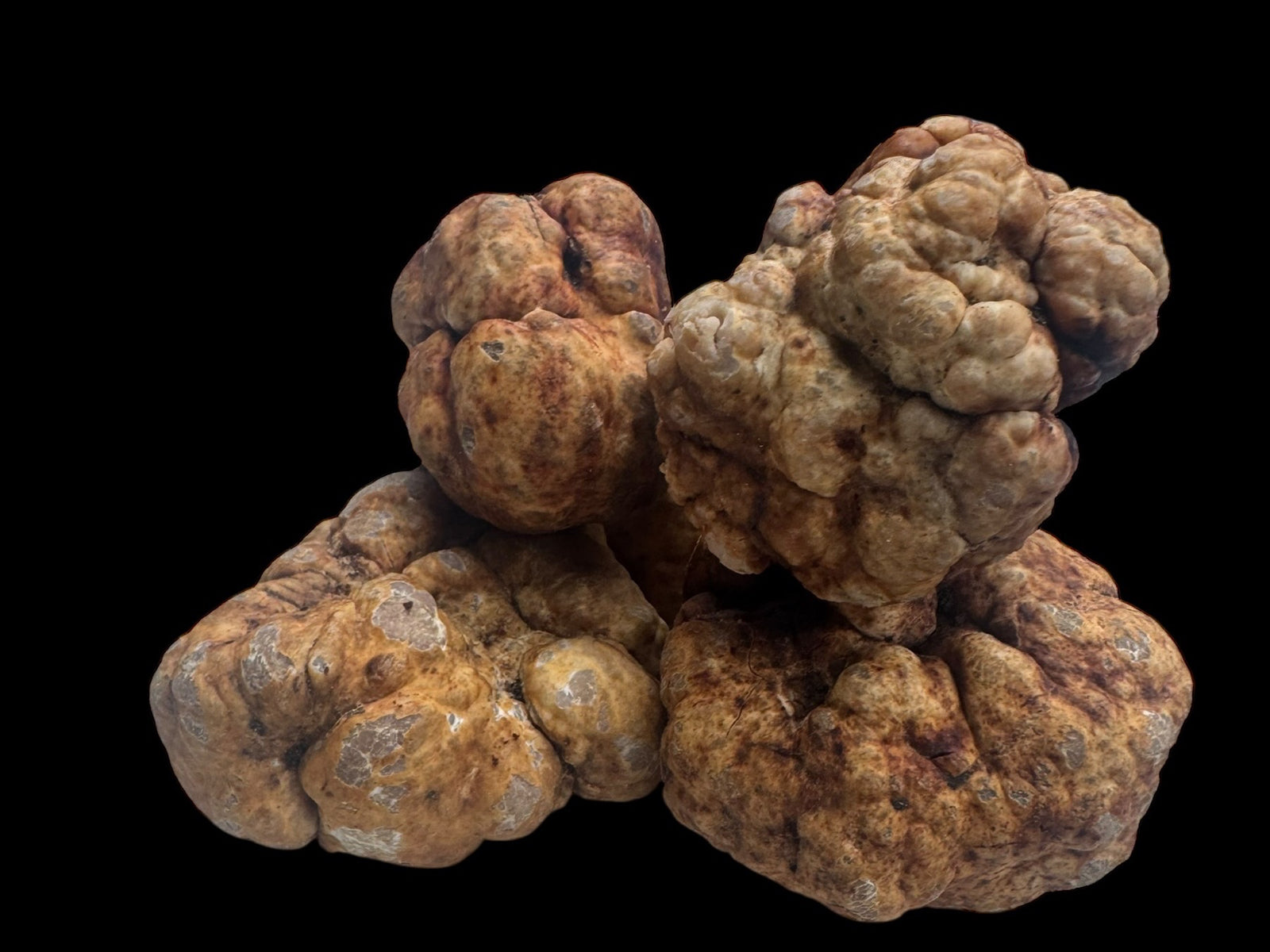 Bianchetto white truffles, Tuber borchii, grouped on a black background