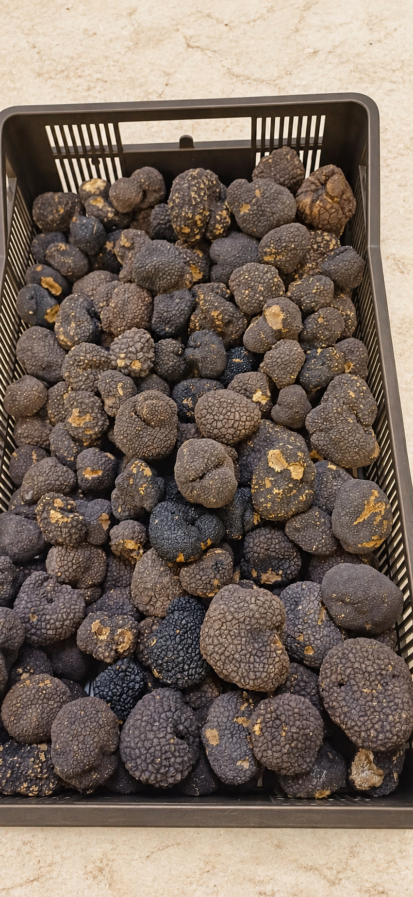 Fresh Burgundy truffles in a dark produce tray on a warm stone surface