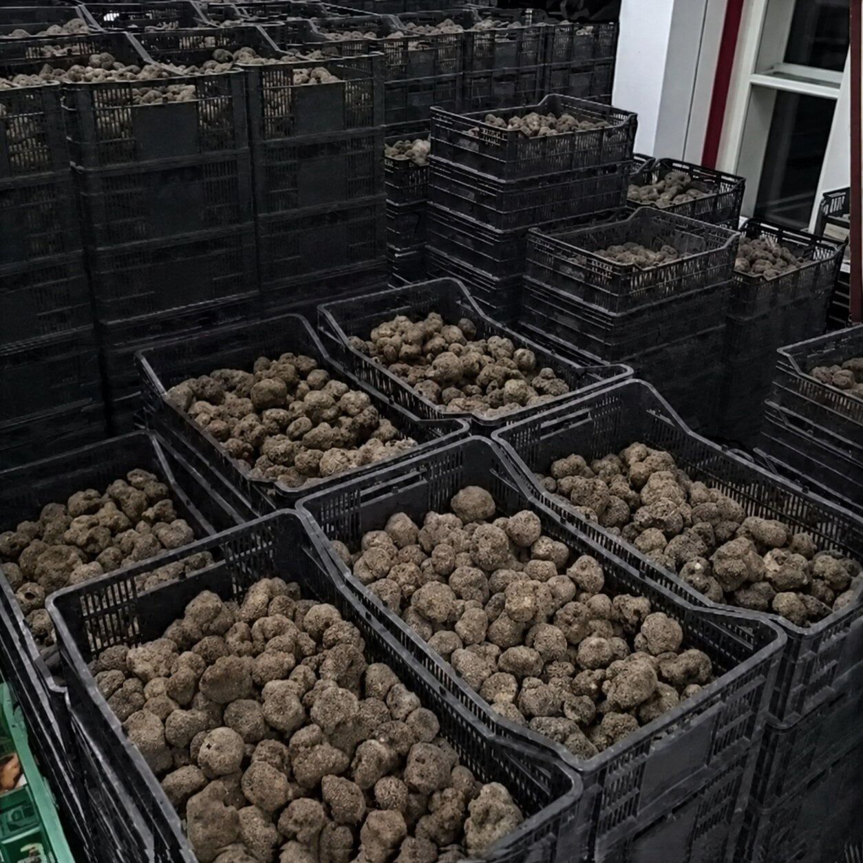 Fresh truffles sorted in black crates for wholesale distribution