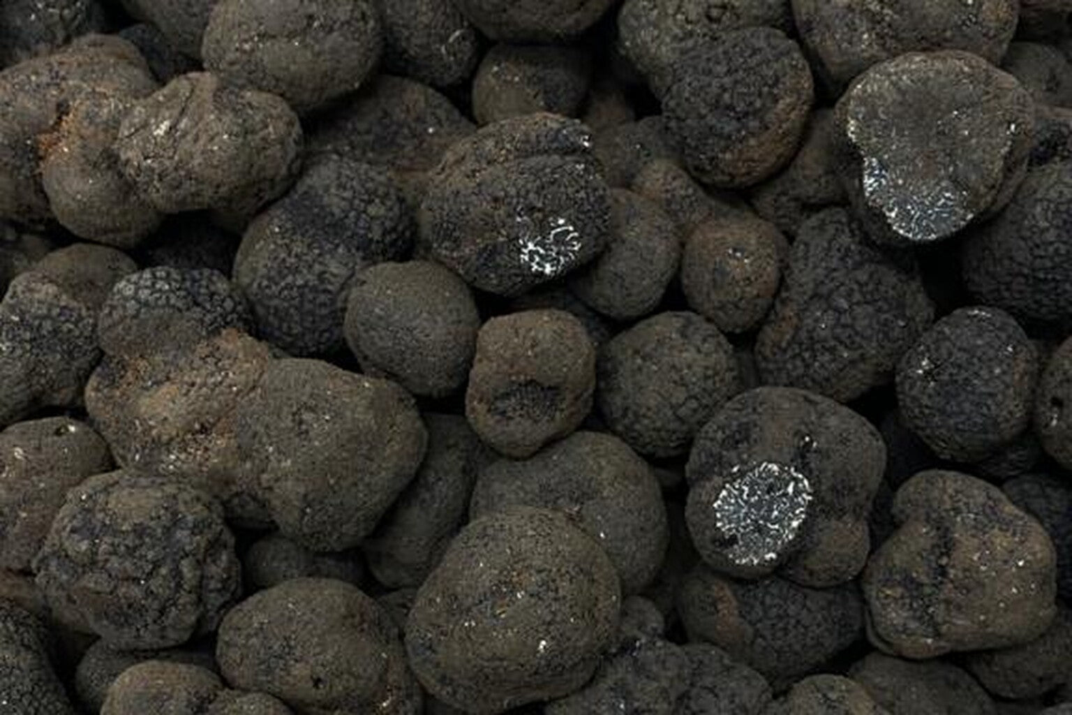 Fresh Tuber melanosporum black Périgord truffles in a wholesale harvest lot