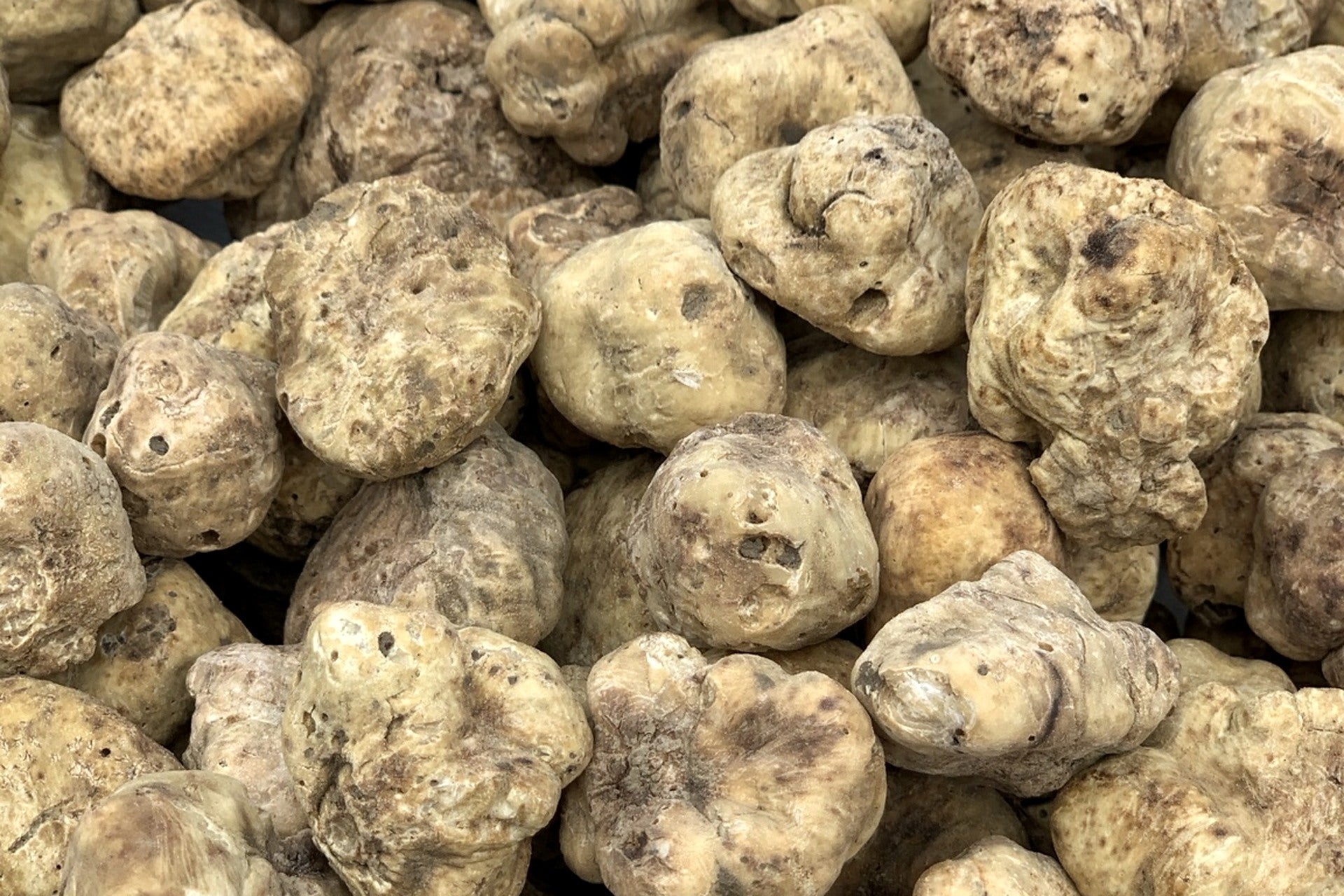 Fresh white truffles (Tuber magnatum) from a seasonal harvest