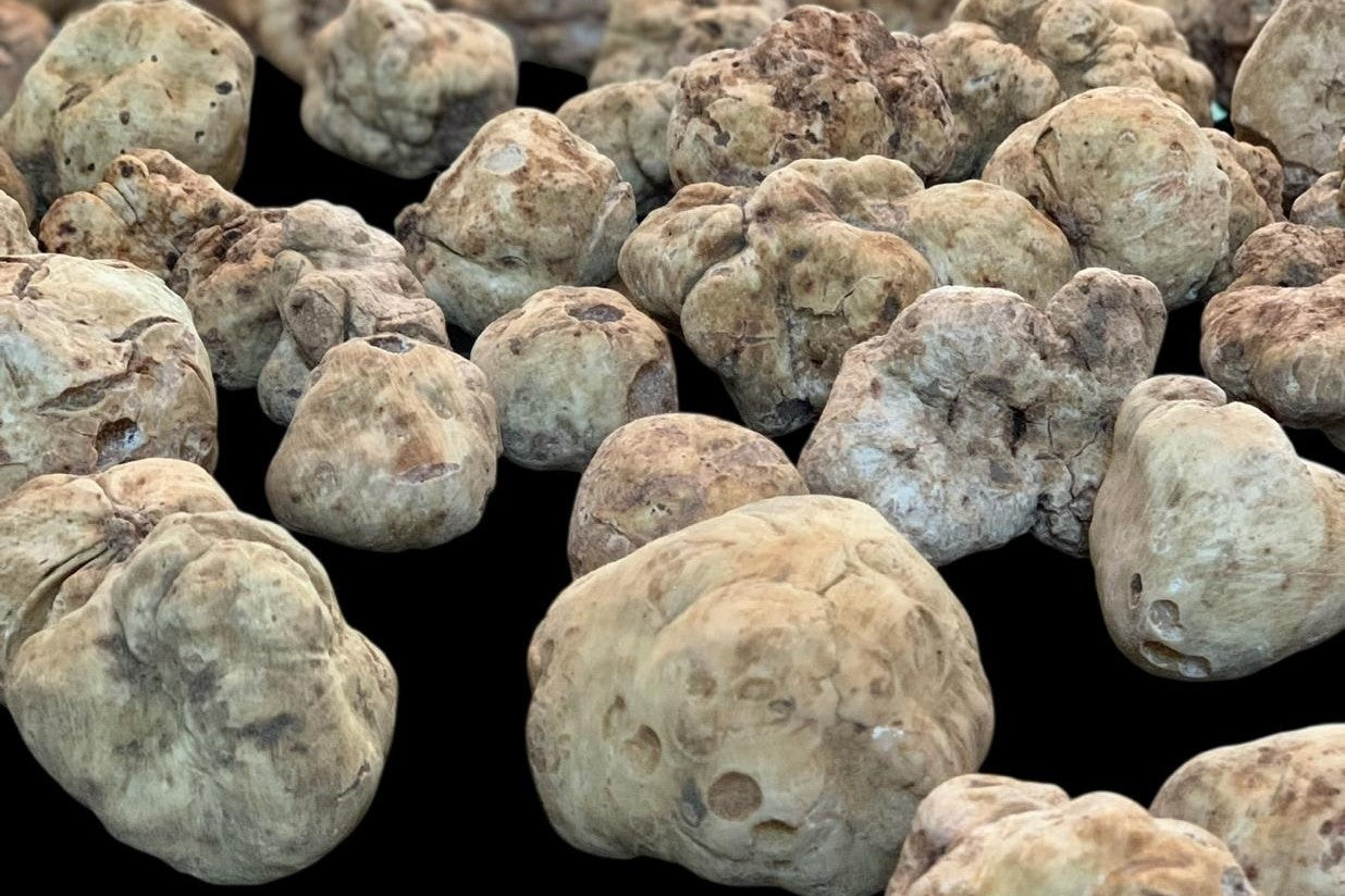 Fresh white truffles with knobby, ochre-colored skin arranged in rows