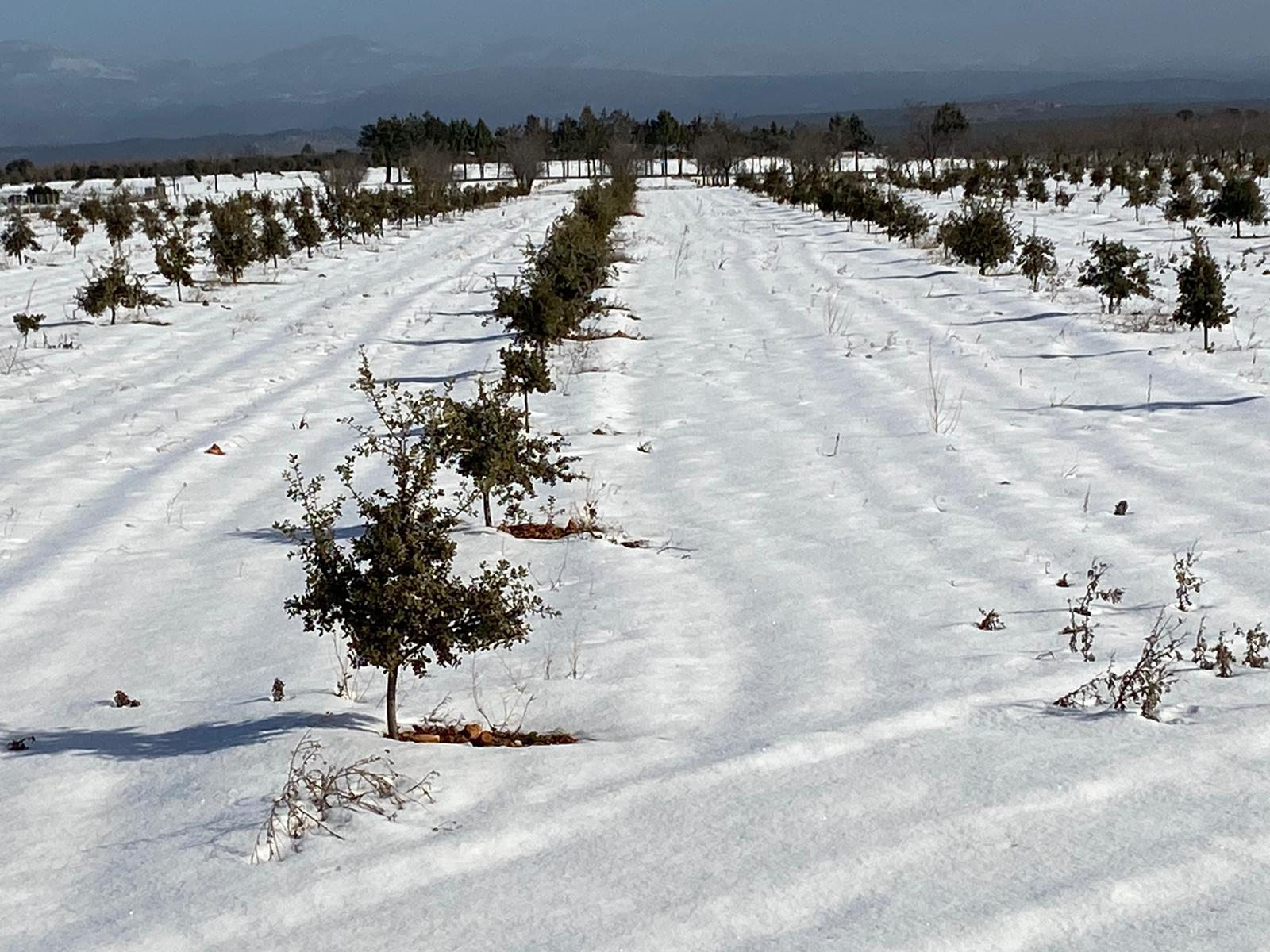 Snow-covered black truffle plantation rows in Sarrión, Spain