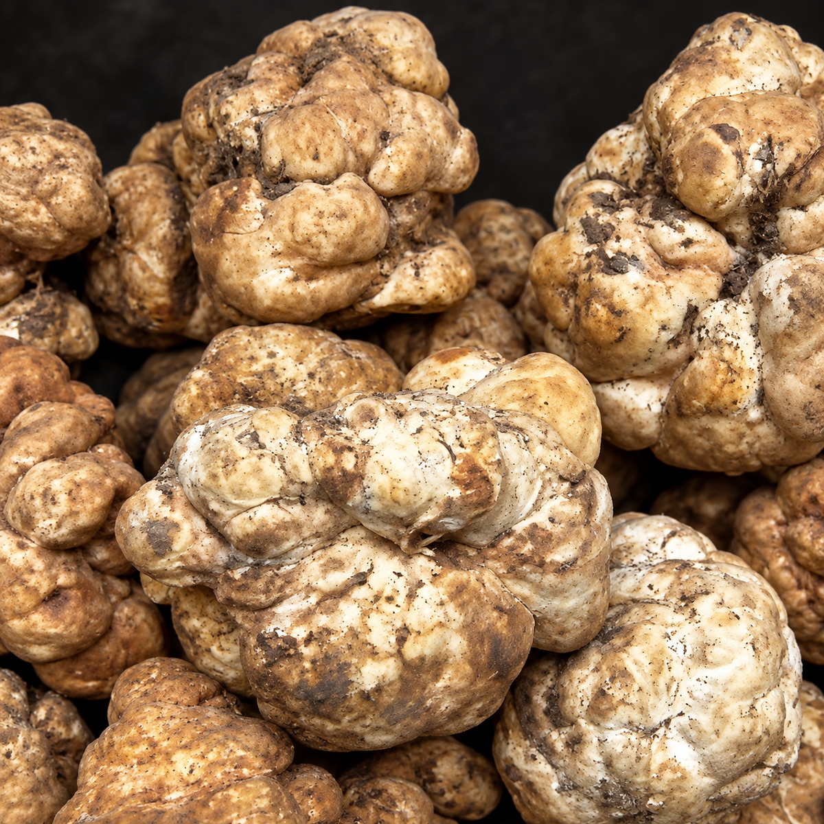 Silken White Tuber panzhihuanense truffles with naturally lobed cream and tan skins