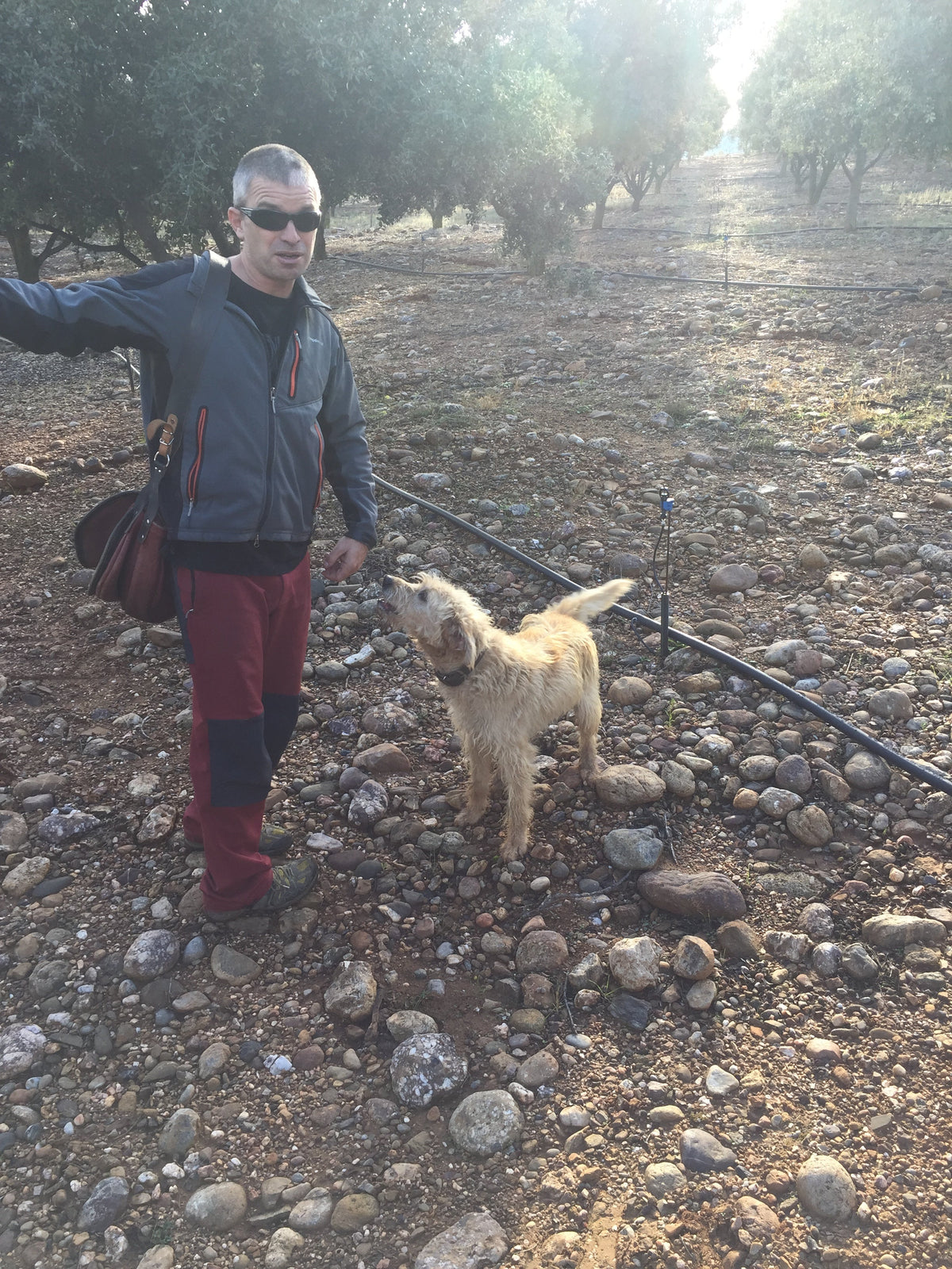 Spanish black truffle grower and dog in a rocky irrigated plantation