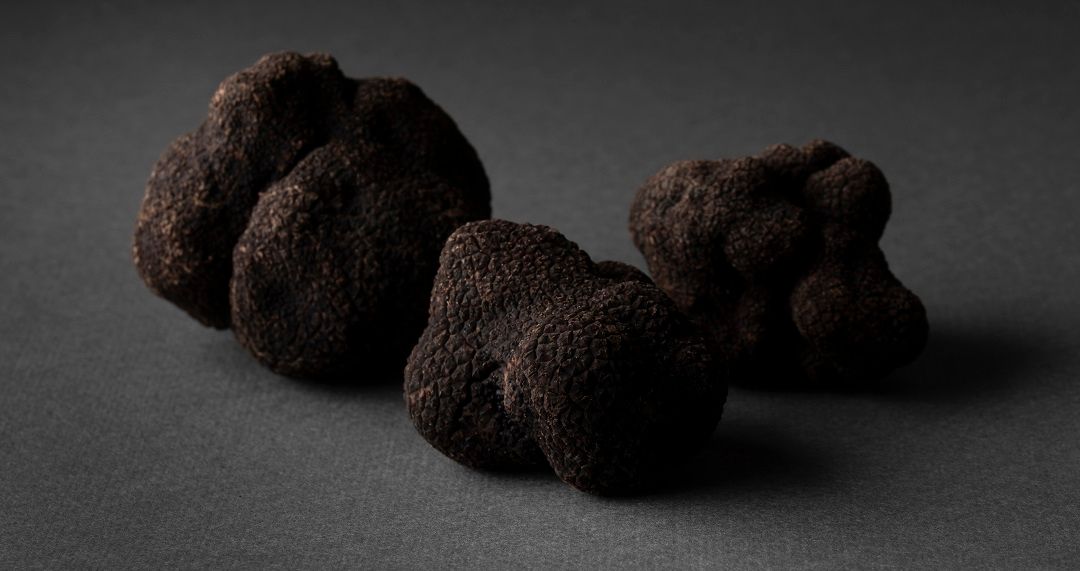 Species of Truffles