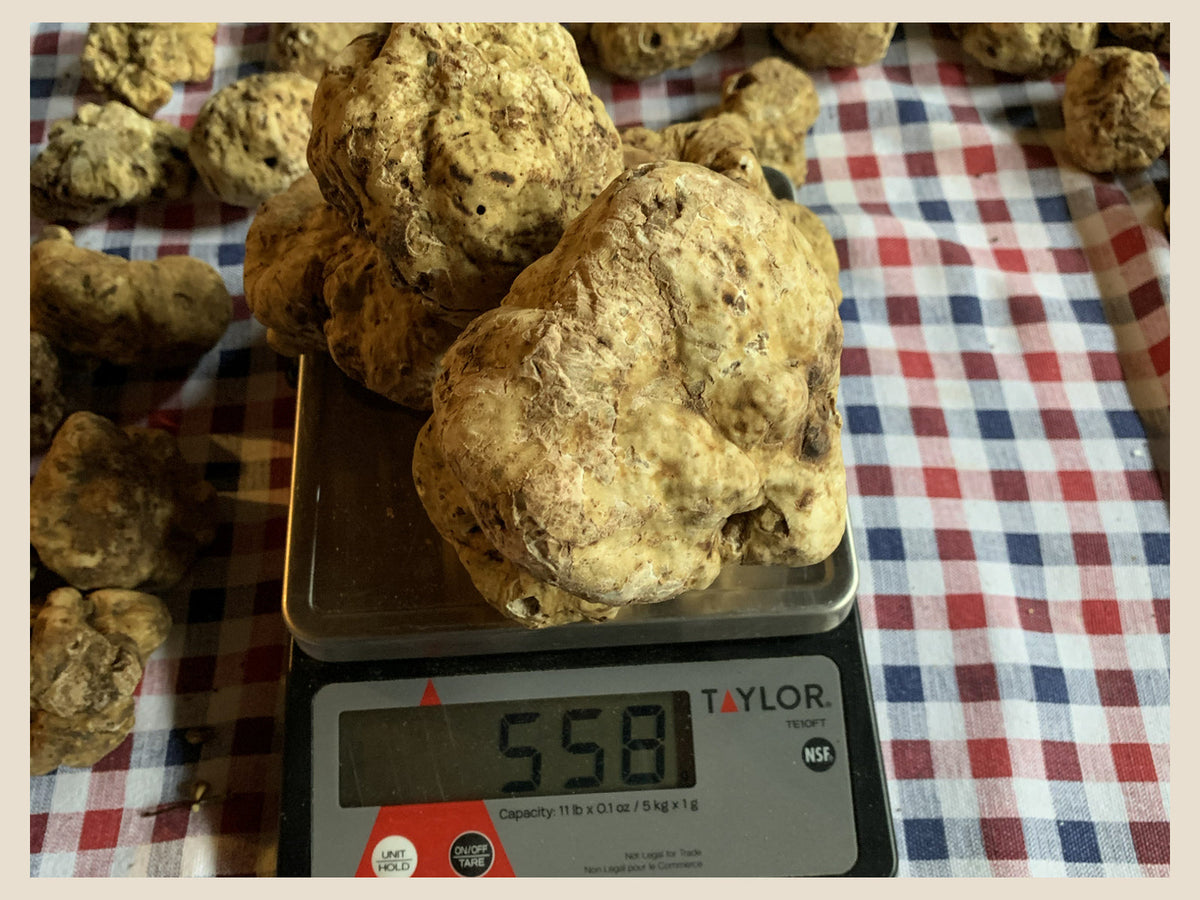 Fresh white Tuber magnatum truffles on a scale reading 558 grams