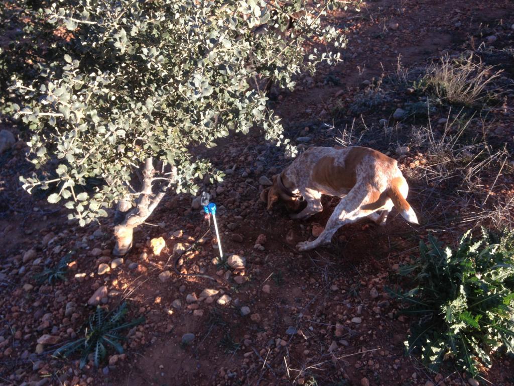 Truffle dog following scent in rocky soil beneath a host tree