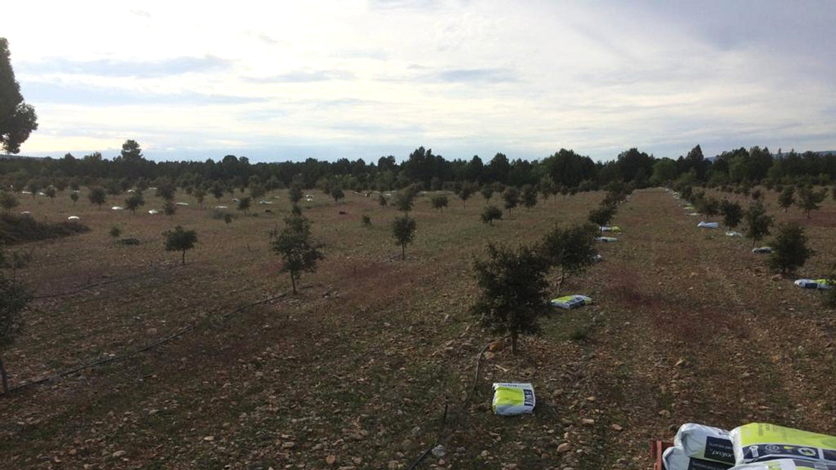 Young truffle plantation with planted trees, rocky soil and irrigation lines