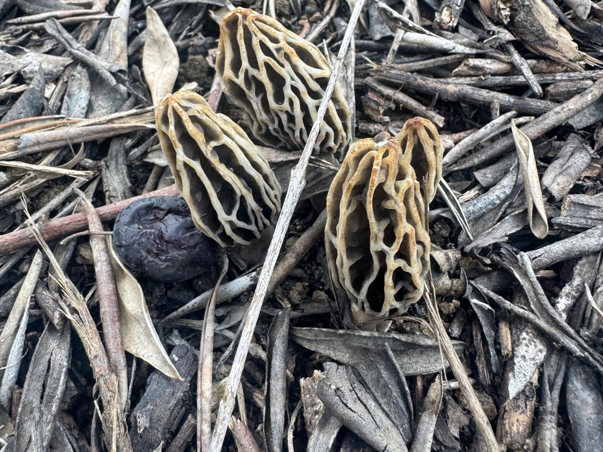 Three morels emerging through olive leaves in a California Central Coast orchard.