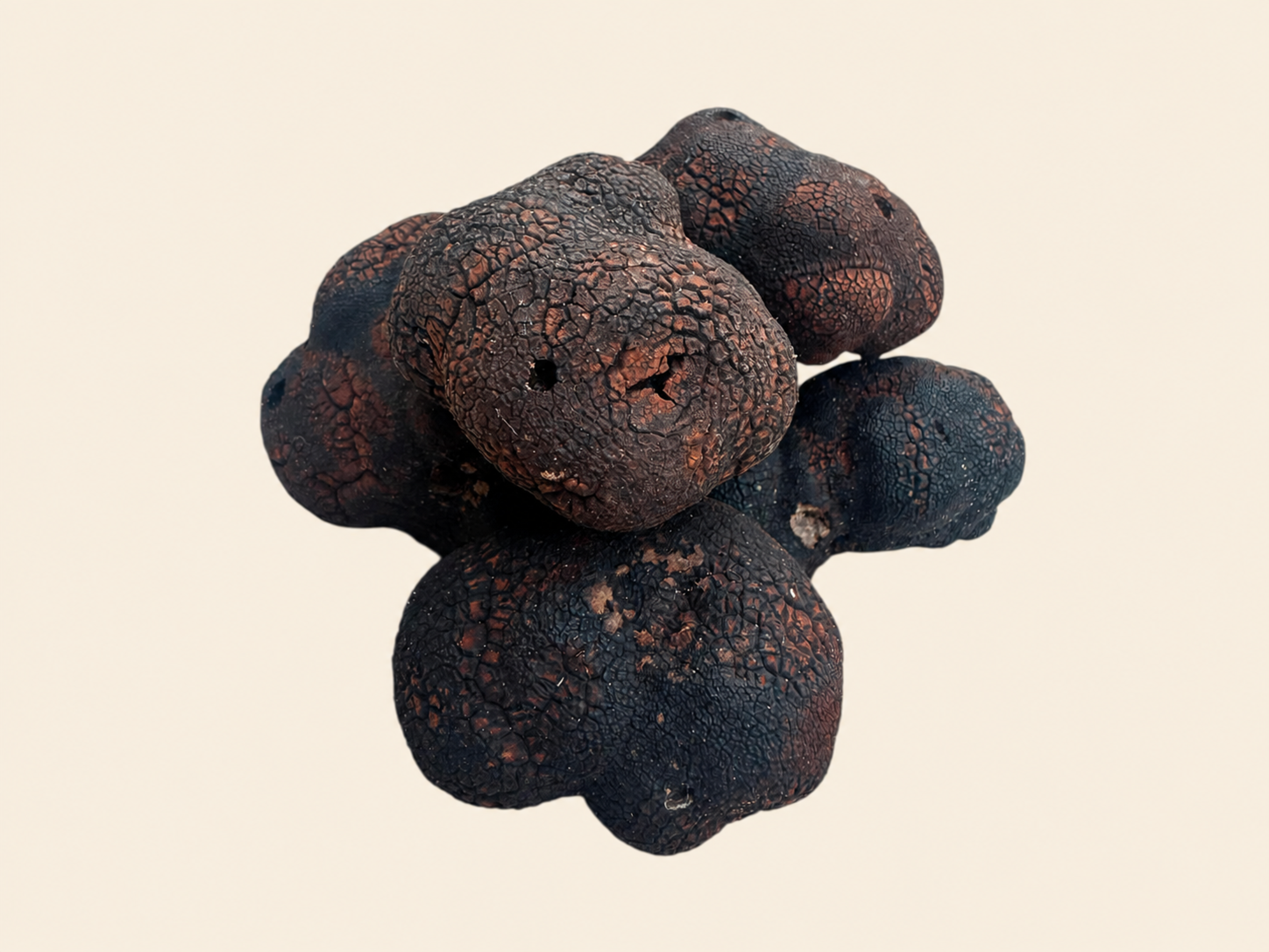 Fresh Tuber macrosporum showing black and reddish-brown surfaces, centered on a warm bone background