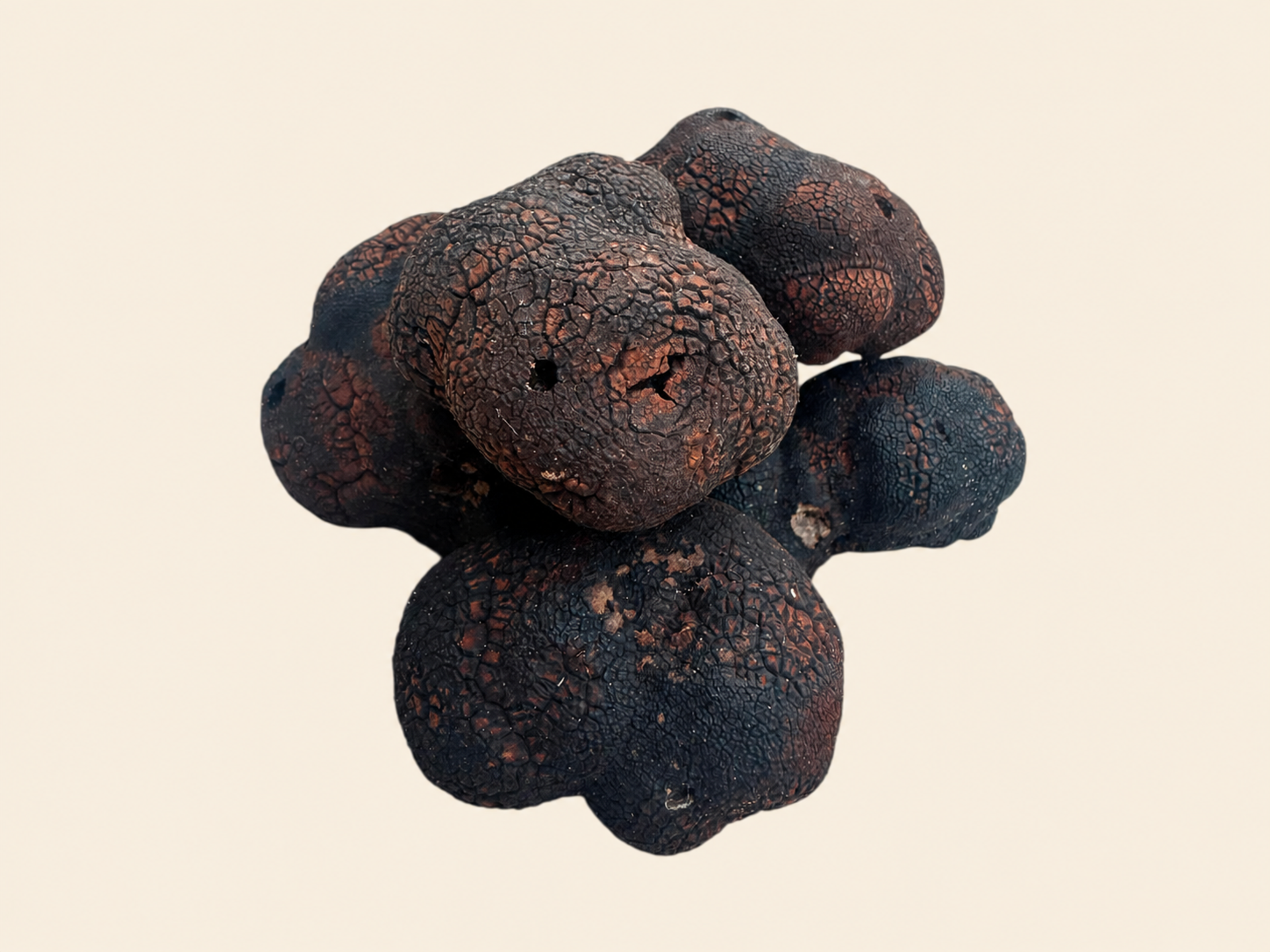 Fresh Tuber macrosporum showing black and reddish-brown surfaces, centered on a warm bone background