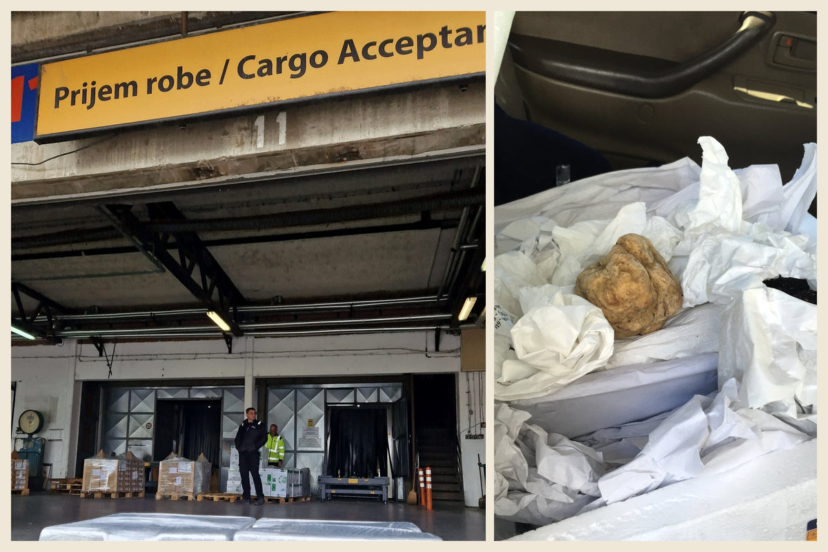 Temperature-controlled truffle cargo at an airport beside an opened insulated box containing a fresh white truffle