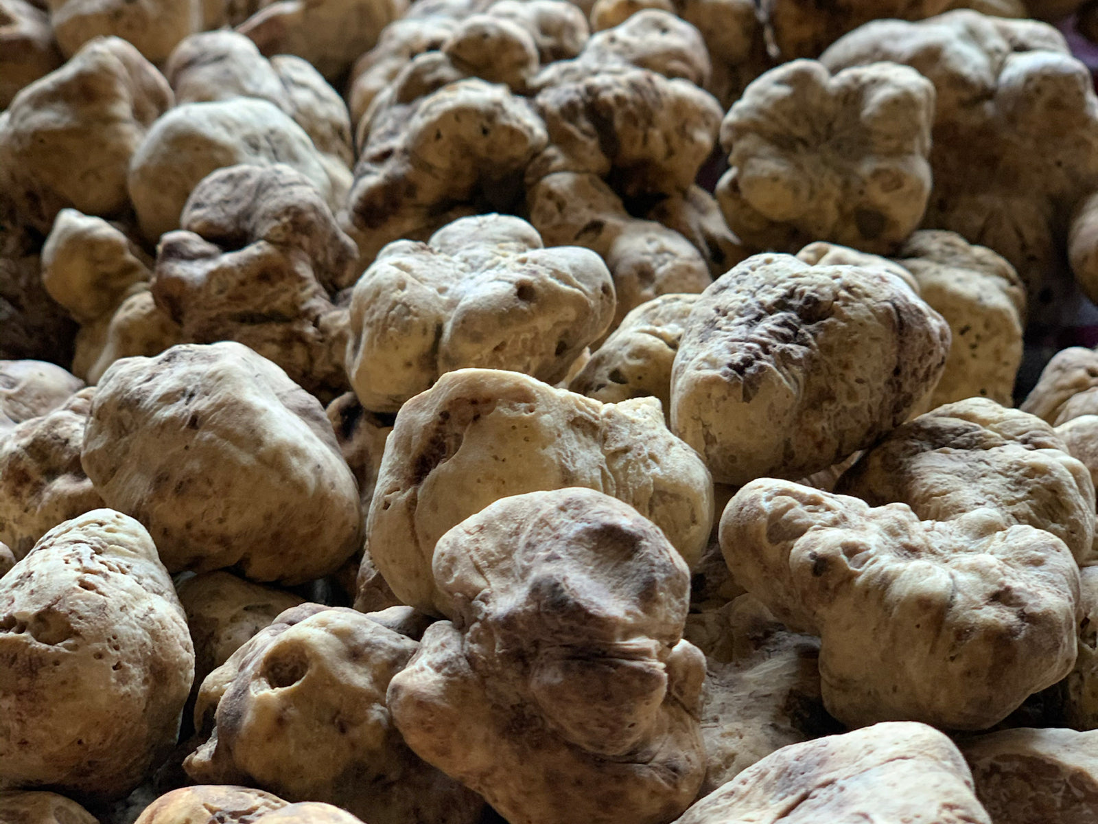 White truffles grouped in a receiving lot after harvest