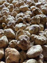 White truffles grouped in a receiving lot after harvest