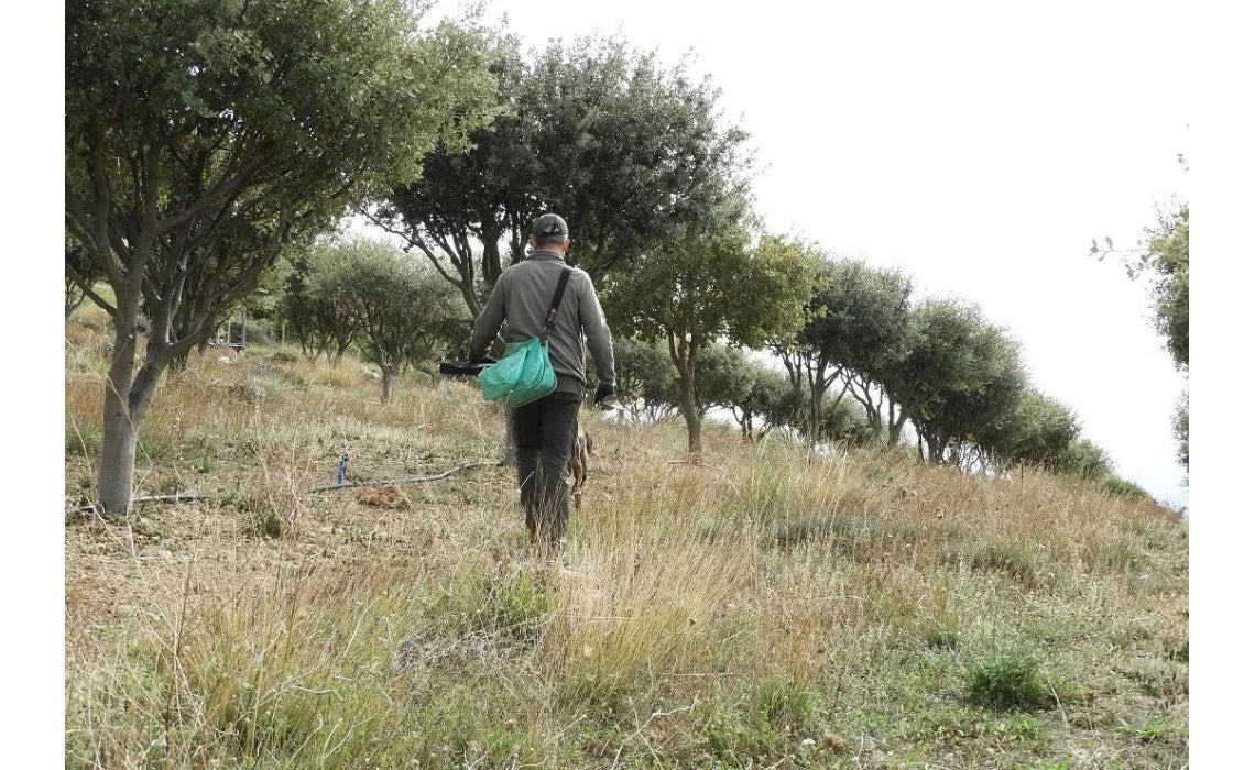 Sustainable Truffle Farming: The Future of Gourmet Food