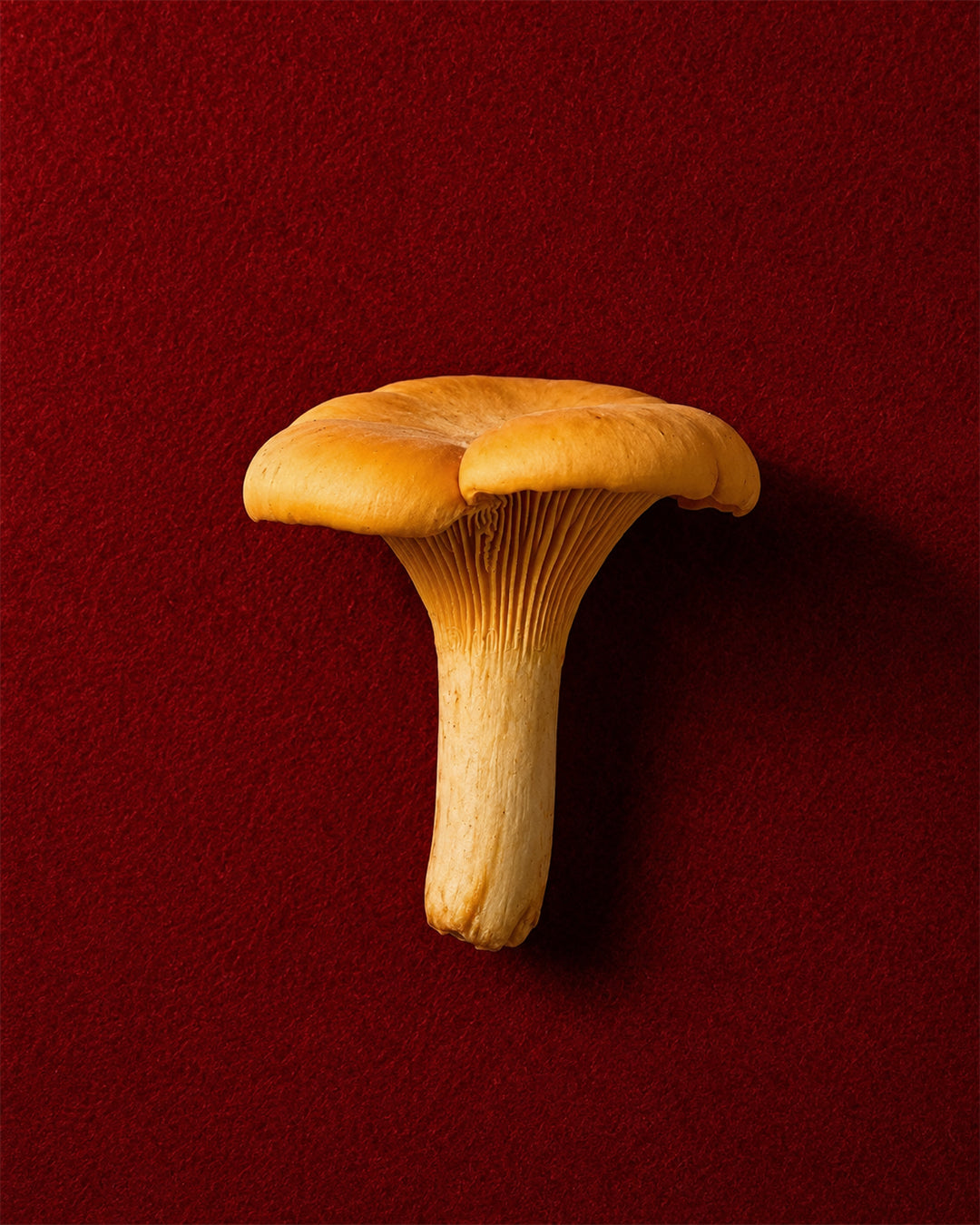 chanterelle-mushrooms