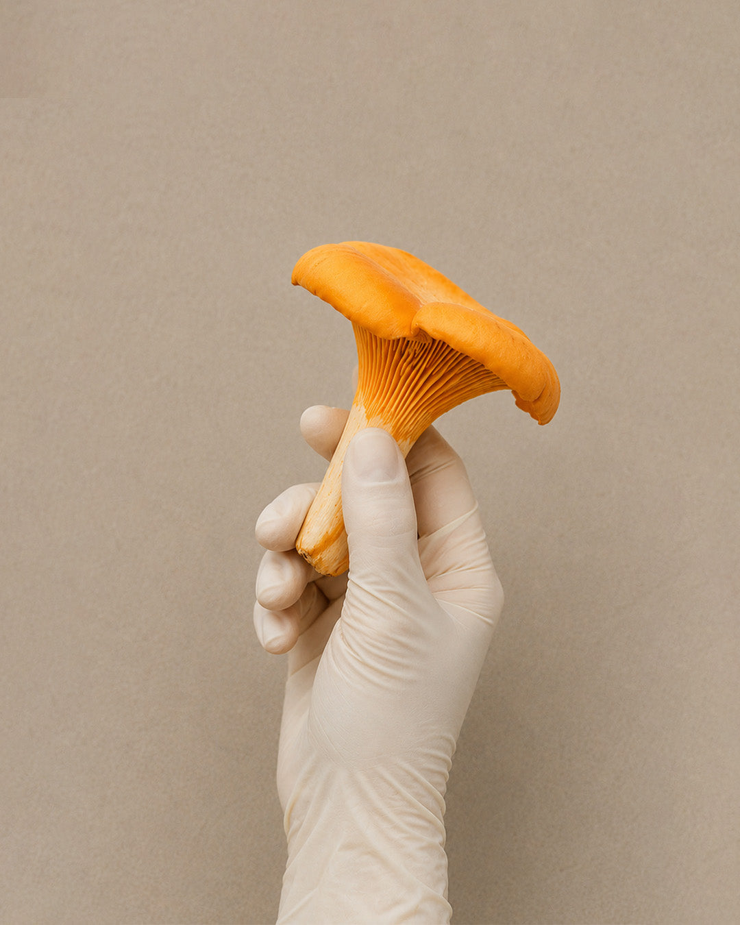 chanterelle-mushrooms