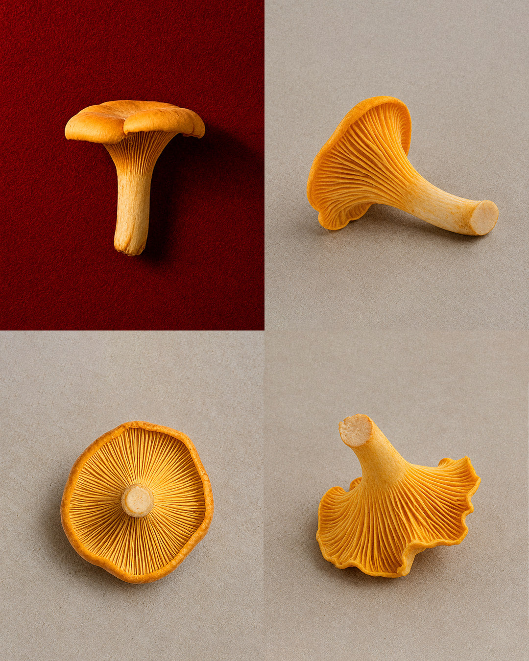 chanterelle-mushrooms