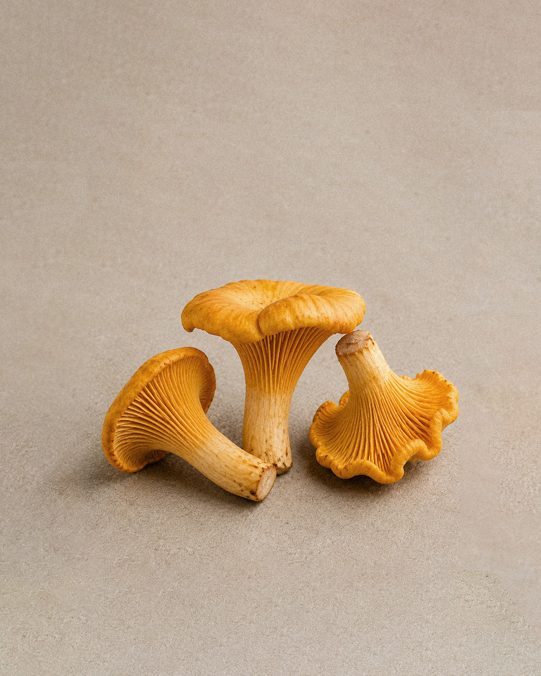 chanterelle-mushrooms