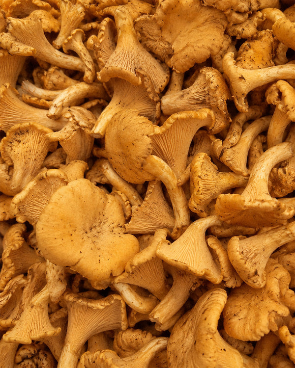 Chanterelle Mushrooms