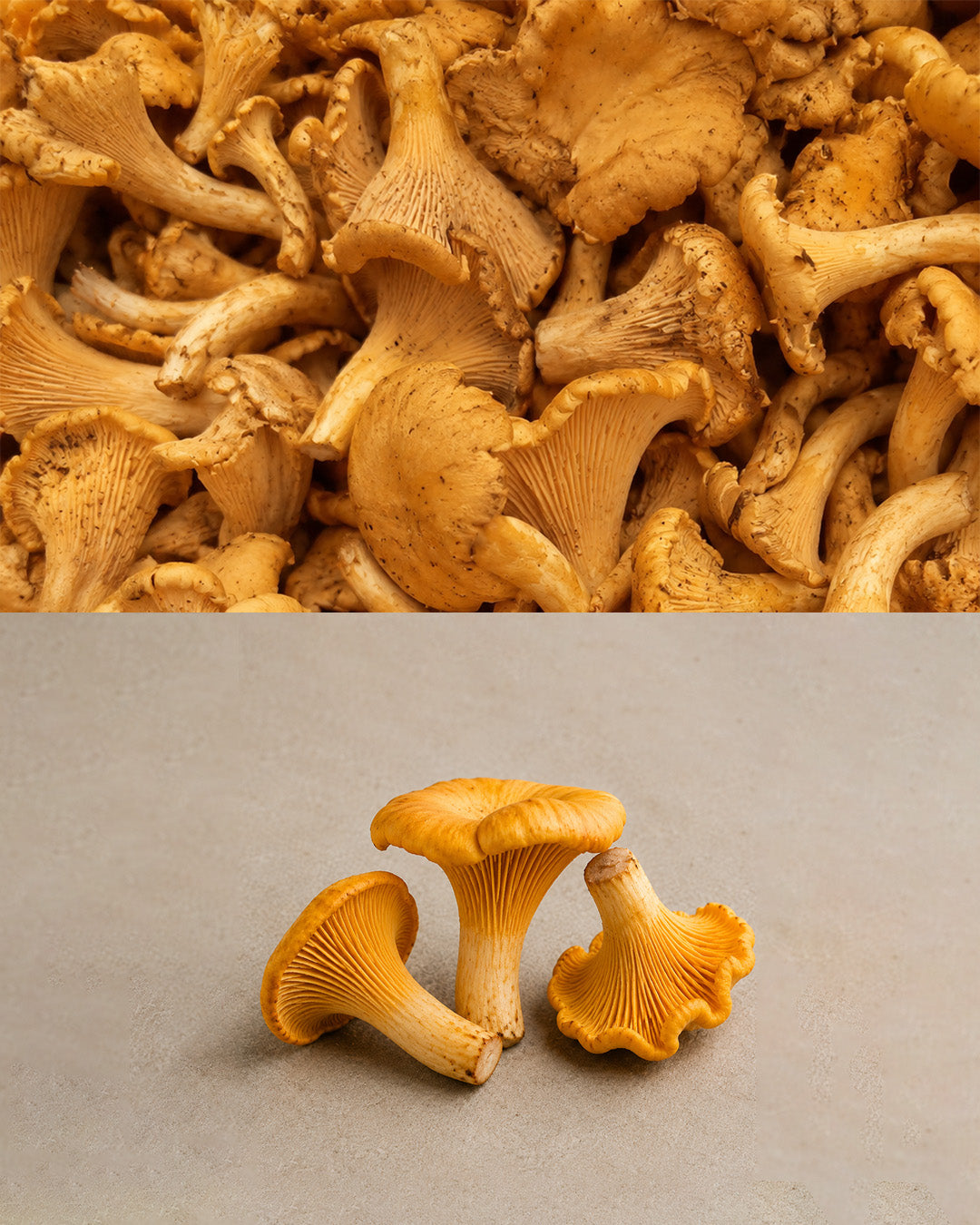 chanterelle-mushrooms
