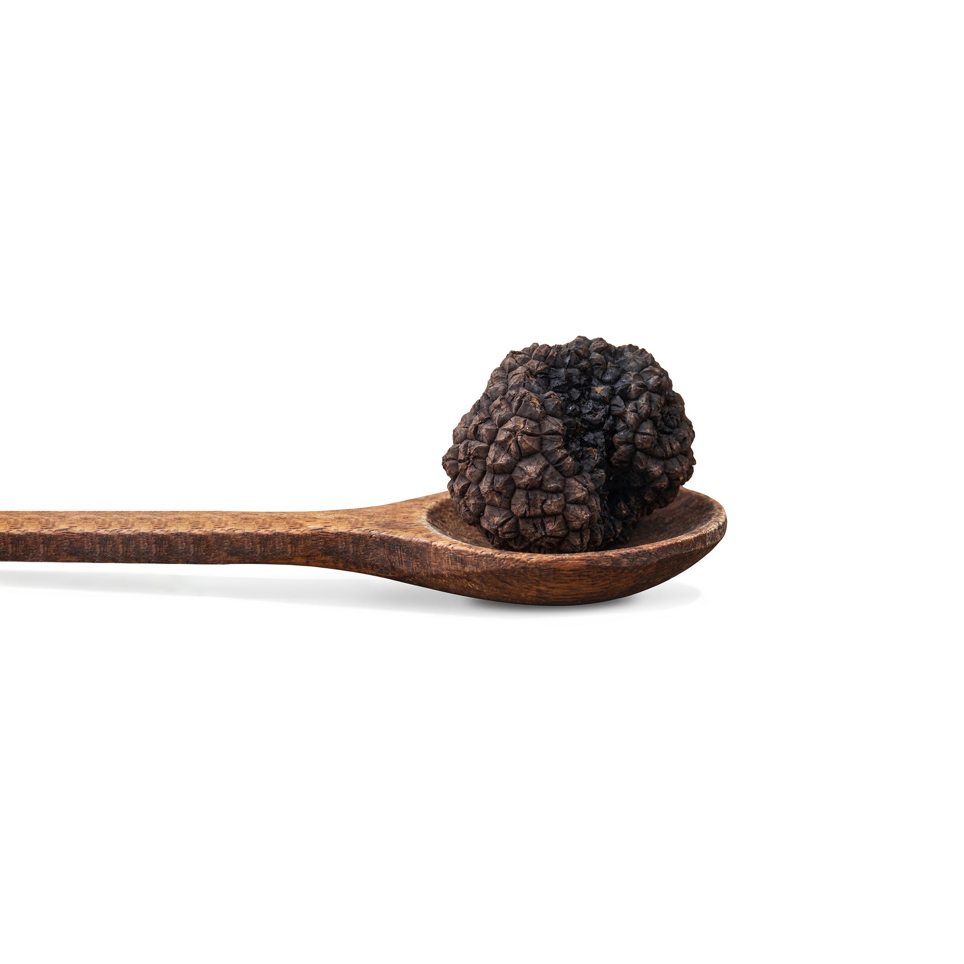 fresh-autumn-truffle-tuber-uncinatum