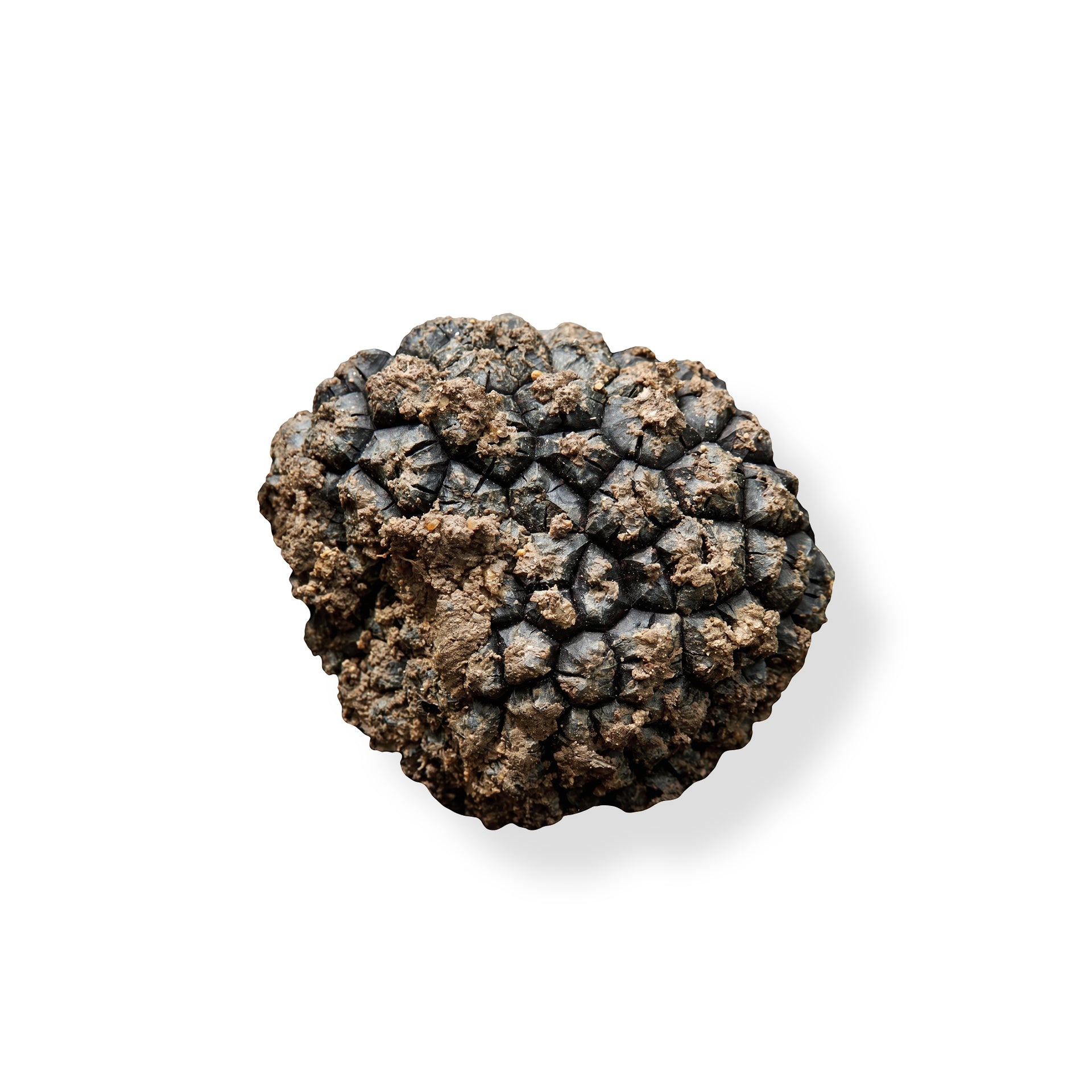 fresh-autumn-truffle-tuber-uncinatum
