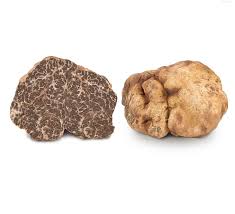 fresh-white-bianchetto-truffles-tuber-borchii