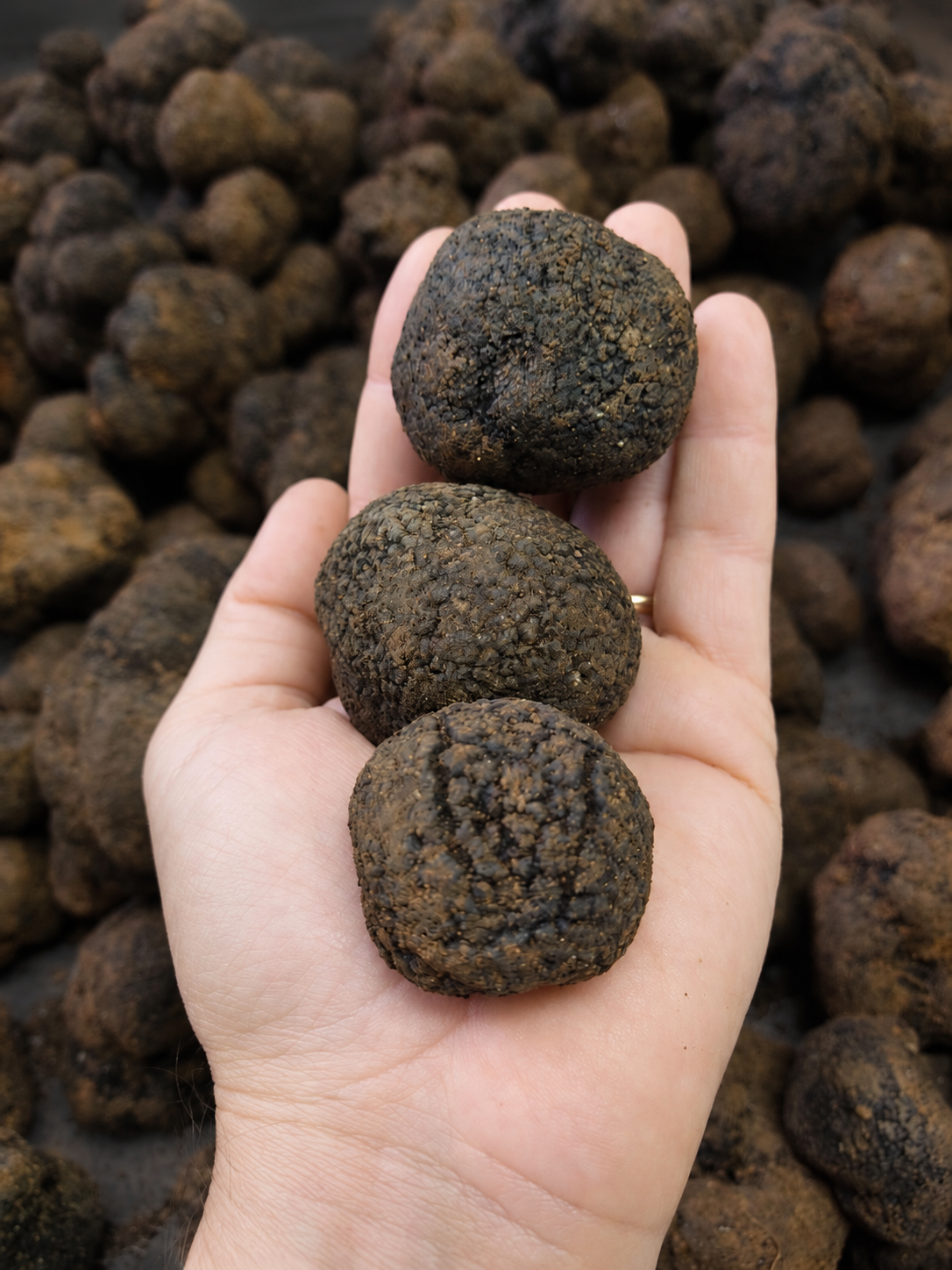 Three whole black winter truffles, Tuber melanosporum, resting in a hand