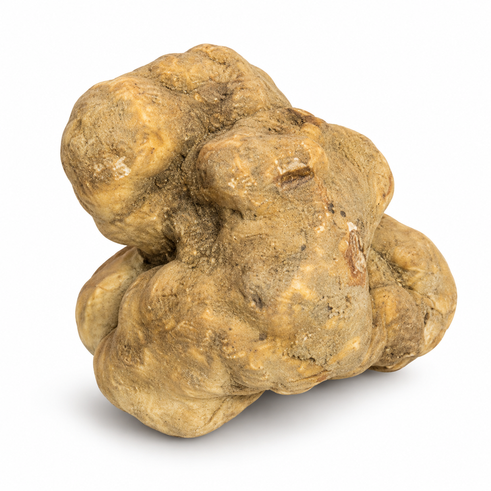 140g Acqualagna Tuber magnatum white truffle on a clean white background