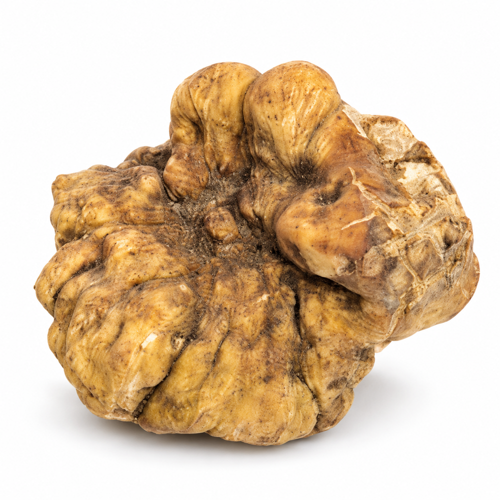 170g Acqualagna Tuber magnatum white truffle on a clean white background