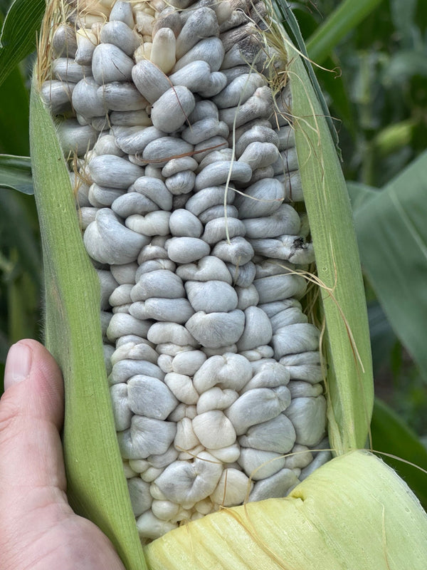Fresh huitlacoche Mexican corn truffle growing on an ear of corn before freezing