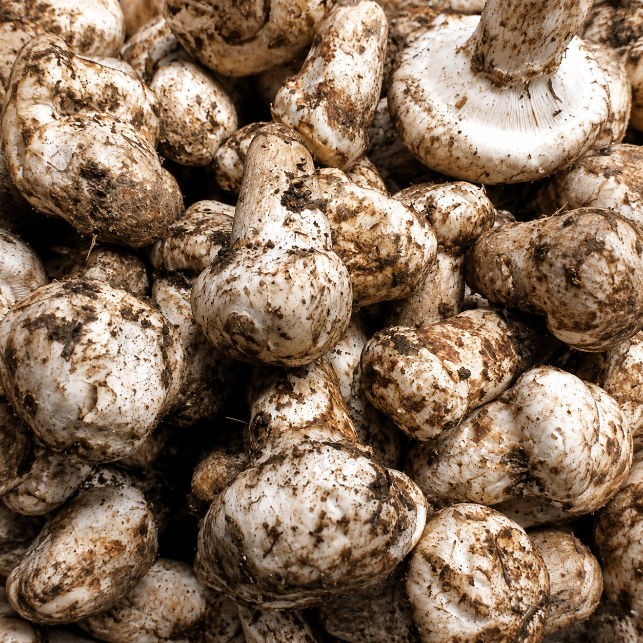 fresh-japanese-matsutake-mushrooms-with-pale-caps-and-natural-brown-forest-markings