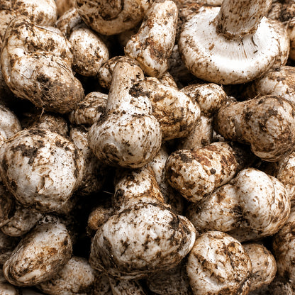 Fresh Japanese matsutake mushrooms with pale caps and natural brown forest markings1