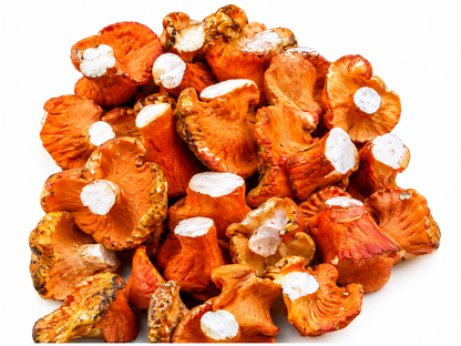 Fresh wild lobster mushrooms from the Pacific Northwest on a clean white background1