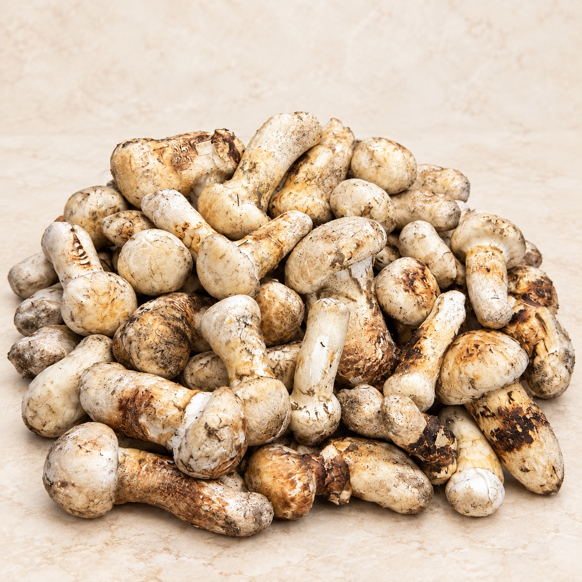 fresh-usa-northwest-matsutake-mushrooms-on-a-warm-ivory-background
