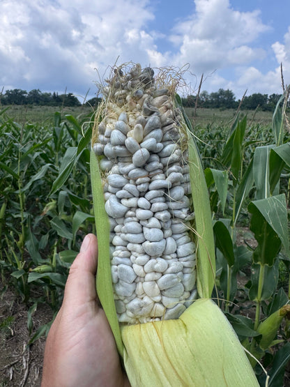 Huitlacoche corn mushroom on an ear of corn in the field before freezing2