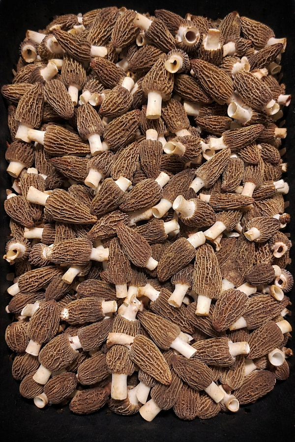 Morel Mushrooms