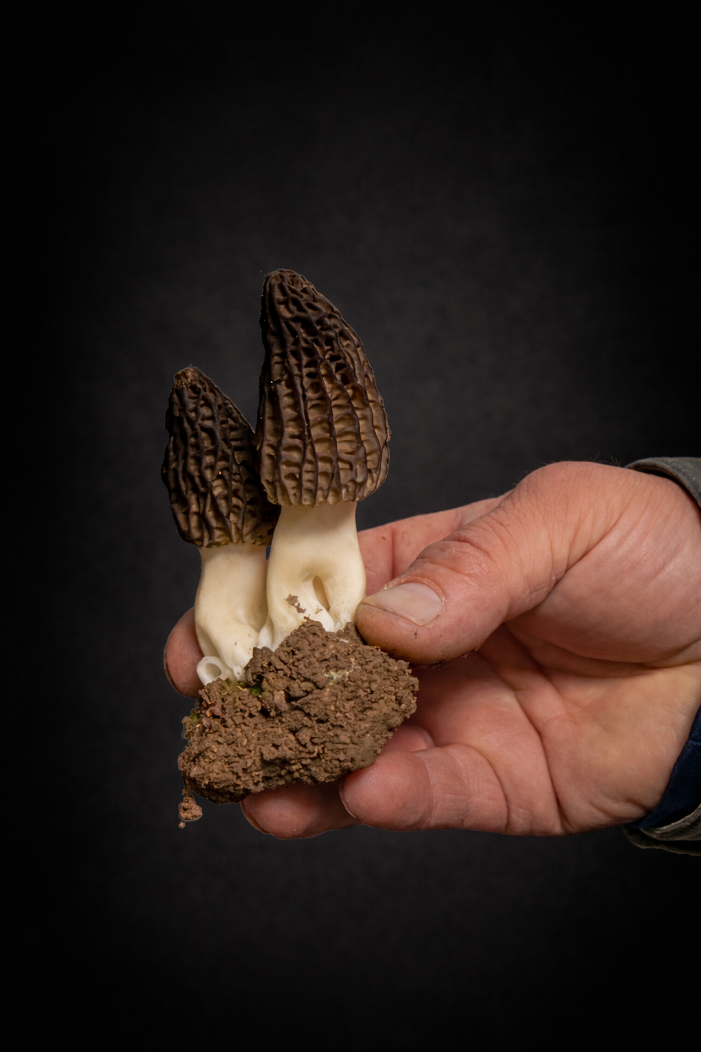 morel-mushrooms