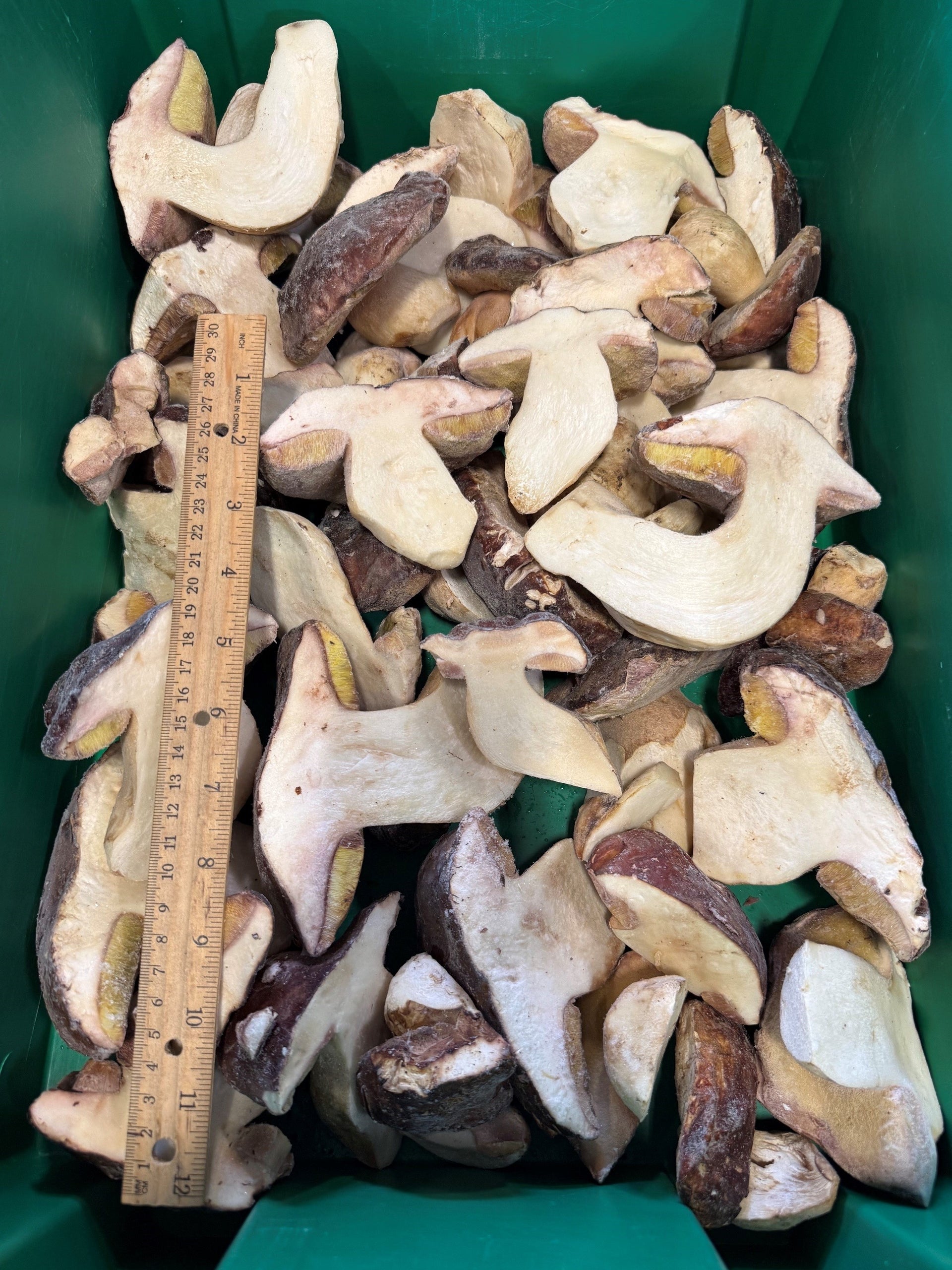 oregon-frozen-split-porcini-mushrooms-with-size-reference