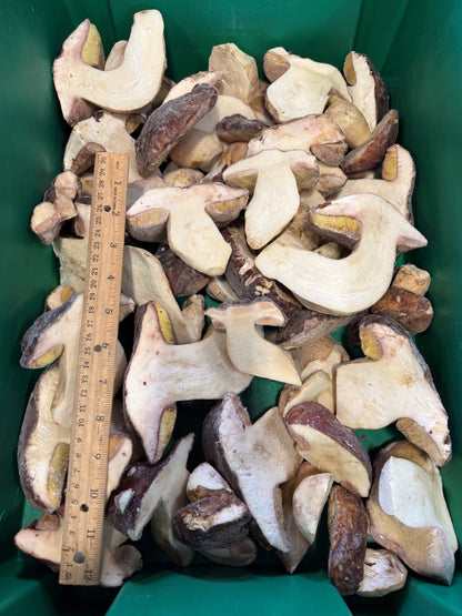 Oregon frozen split porcini mushrooms with size reference1