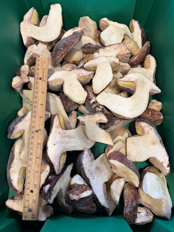 Oregon frozen split porcini mushrooms with size reference
