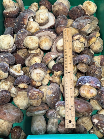 Oregon frozen whole porcini mushrooms with size reference1