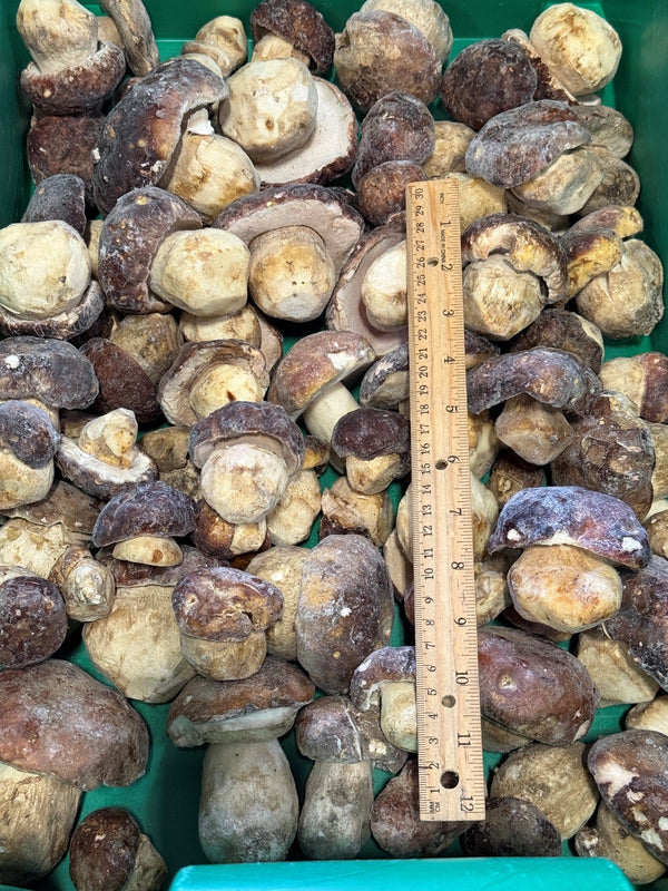 Oregon frozen whole porcini mushrooms with size reference