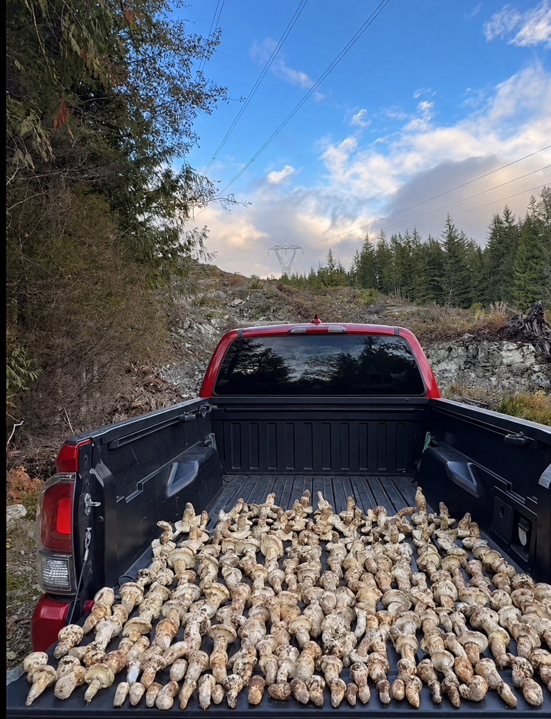 pacific-northwest-matsutake-harvest-filling-a-pickup-truck