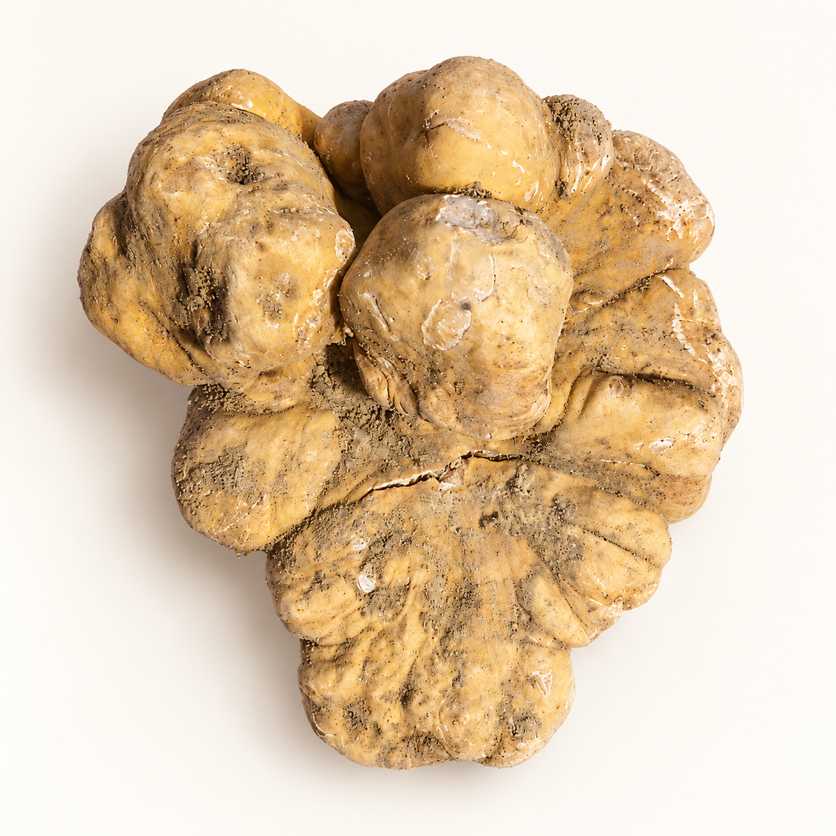 rare-find-373g-fresh-tuber-magnatum-white-truffle-exact-specimen